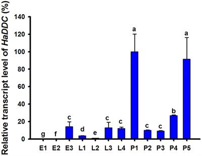 The Role of the Dopamine Melanin Pathway in the Ontogeny of Elytral Melanization in Harmonia axyridis